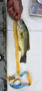 Largemouth Bass