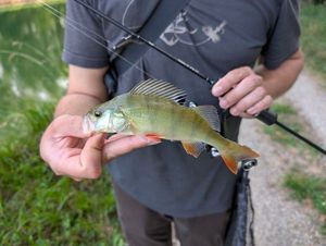 European Perch