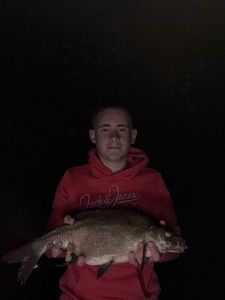 Common Bream
