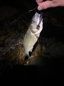 European Bass (Seabass)