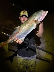 Bluefish