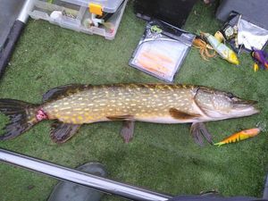 Northern Pike