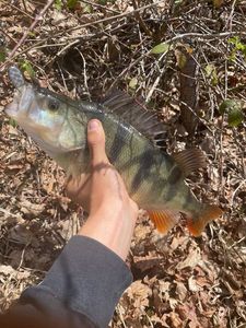 European Perch