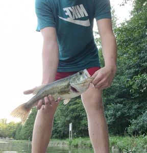 Largemouth Bass