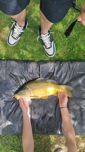 Mirror Carp