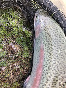 Rainbow Trout