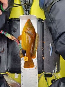 Ballan Wrasse
