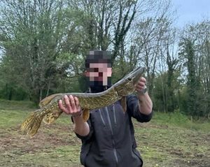 Northern Pike