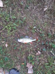 European Perch