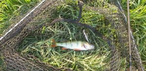 European Perch