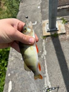 European Perch