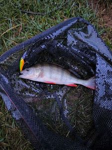 European Perch