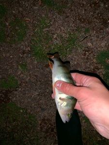 European Perch