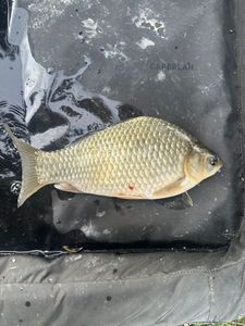 Crucian Carp