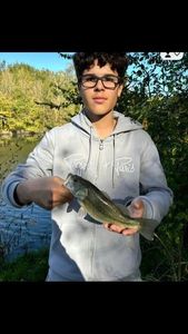 Largemouth Bass