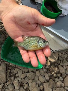 Green Sunfish