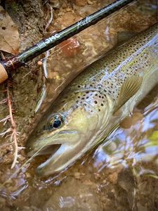 Brown Trout