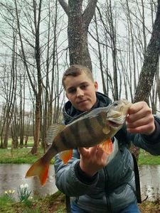 European Perch