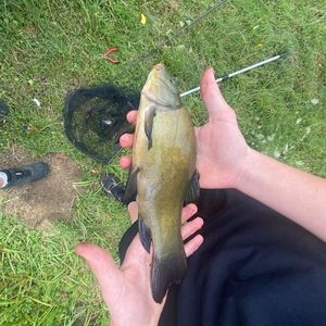 Tench