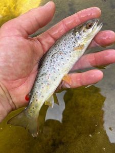 Brown Trout