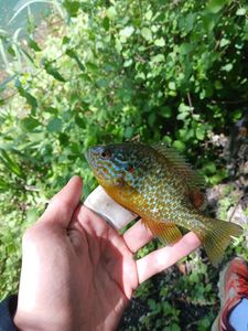 Green Sunfish