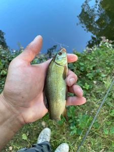 Tench