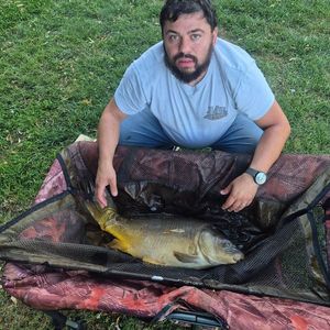 Mirror Carp