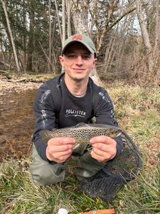 Brown Trout