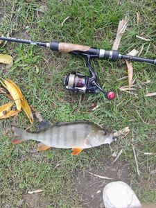 European Perch