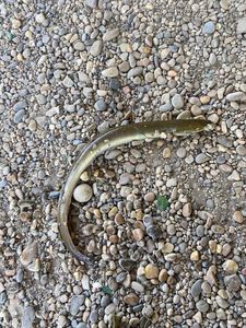 European Eel (Common Eel)