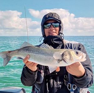 European Bass (Seabass)
