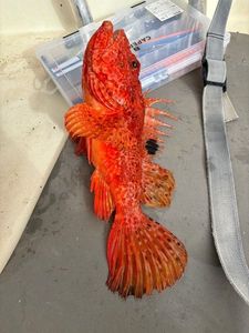 Red Scorpionfish