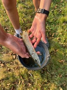 Northern Pike