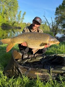 Common Carp
