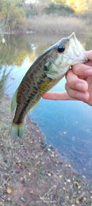 Largemouth Bass