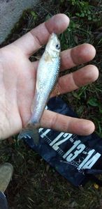 Gudgeon