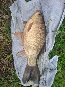 Crucian Carp