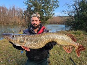 Northern Pike