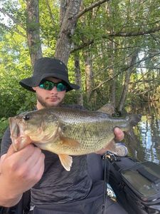 Largemouth Bass