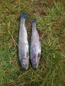 Rainbow Trout