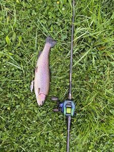 Rainbow Trout