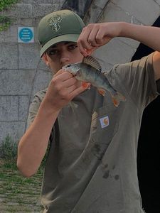 European Perch