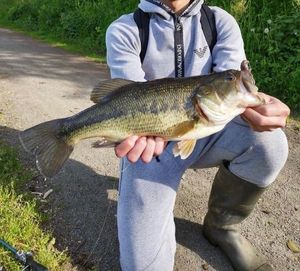 Largemouth Bass