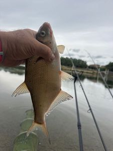 Common Bream