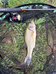 Largemouth Bass