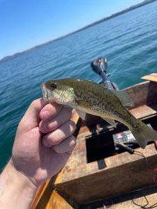 Largemouth Bass