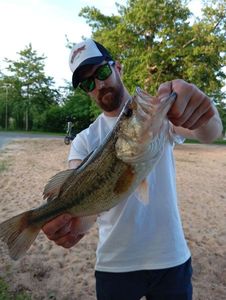 Largemouth Bass