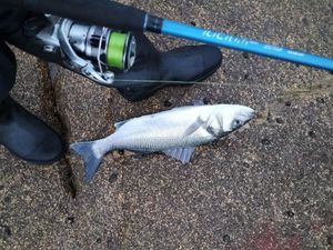 European Bass (Seabass)