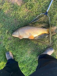 Common Carp