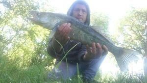 Zander